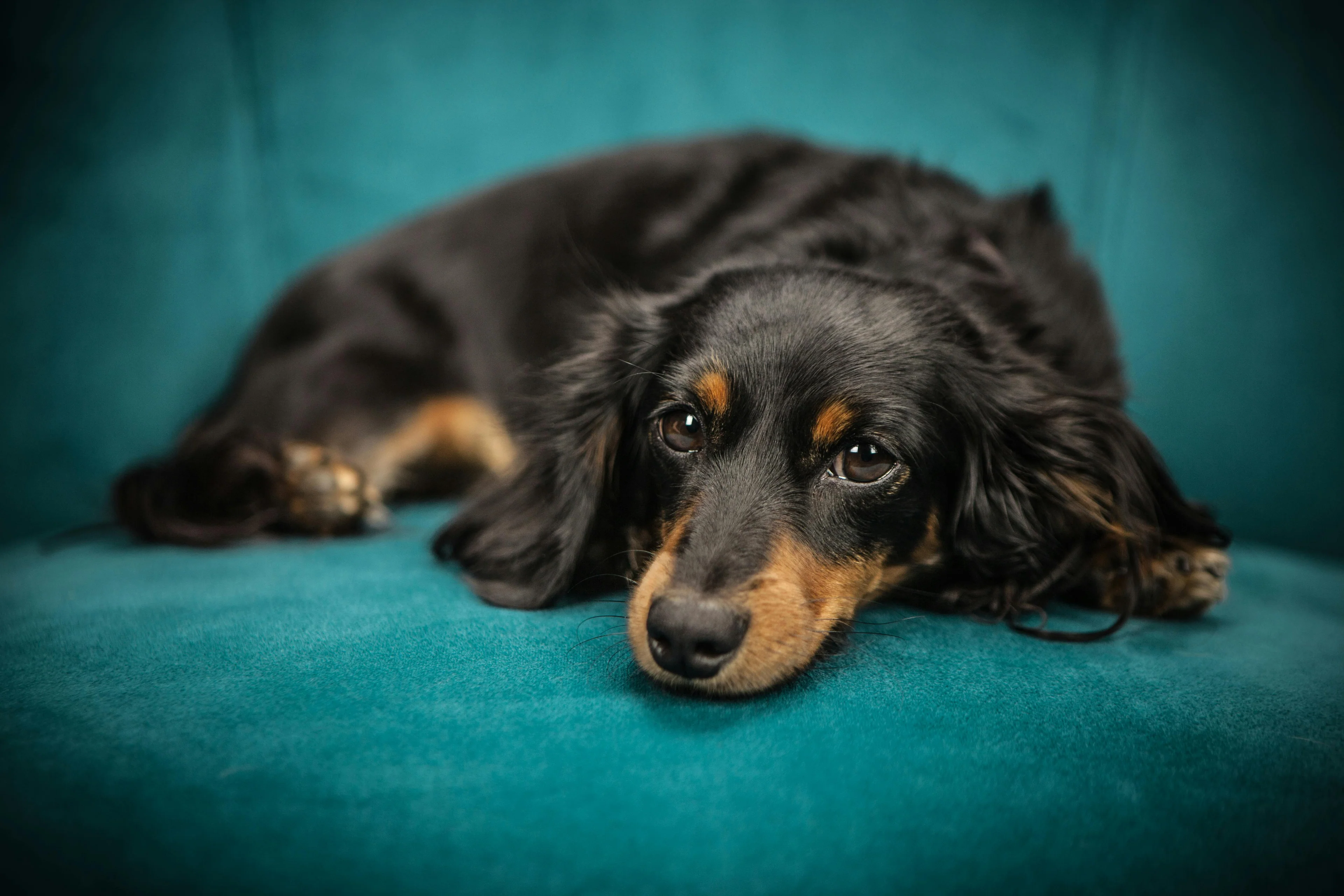 Nourishing Your Pet's Best Life